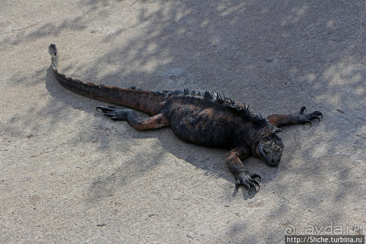Полудикий пляж "у станции" — позагорать рядом с игуанами