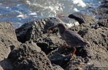 Полудикий пляж "у станции" — позагорать рядом с игуанами