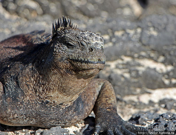 Полудикий пляж "у станции" — позагорать рядом с игуанами