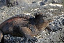 Полудикий пляж "у станции" — позагорать рядом с игуанами