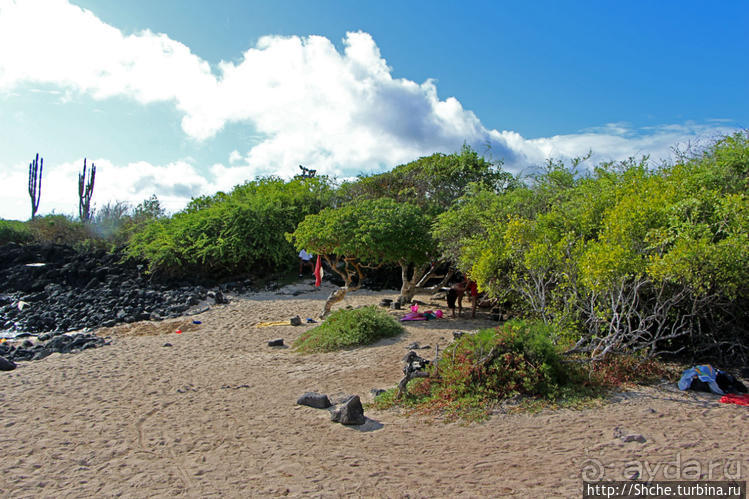 Полудикий пляж "у станции" — позагорать рядом с игуанами