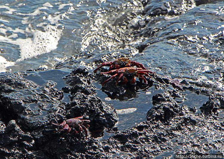 Полудикий пляж "у станции" — позагорать рядом с игуанами