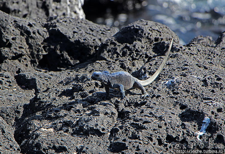 Полудикий пляж "у станции" — позагорать рядом с игуанами