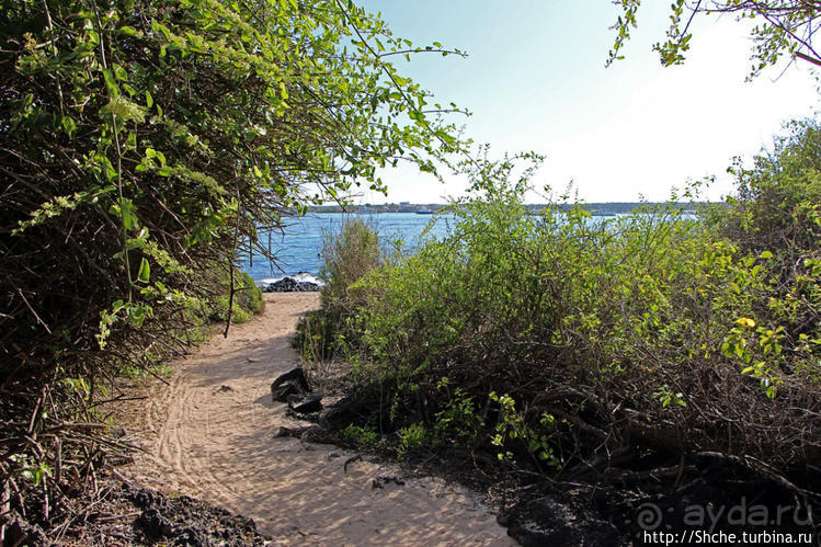 Полудикий пляж "у станции" — позагорать рядом с игуанами