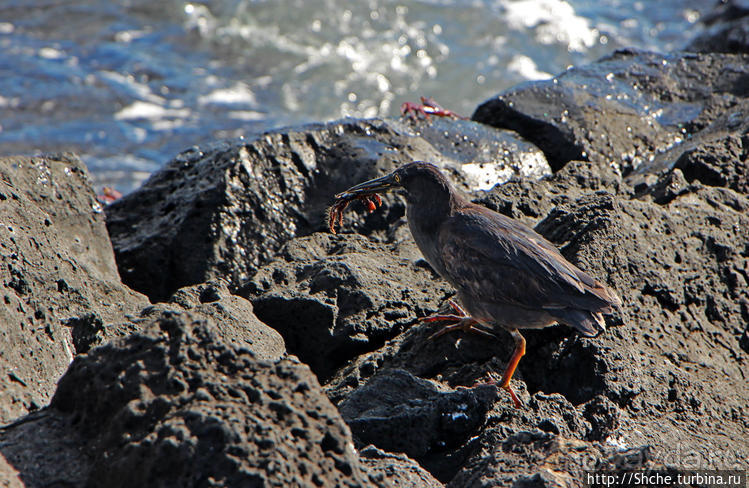 Полудикий пляж "у станции" — позагорать рядом с игуанами