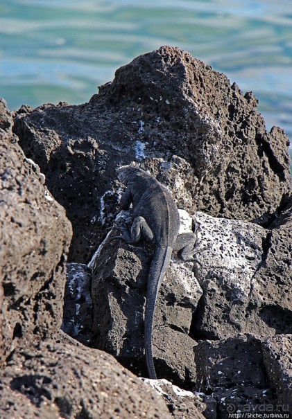 Полудикий пляж "у станции" — позагорать рядом с игуанами
