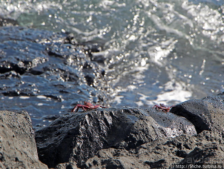 Полудикий пляж "у станции" — позагорать рядом с игуанами