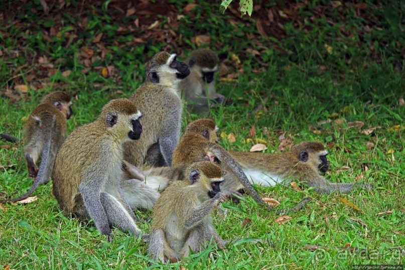 На редкость воспитанные мартышки-попрошайки из Энтеббе