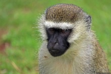 На редкость воспитанные мартышки-попрошайки из Энтеббе