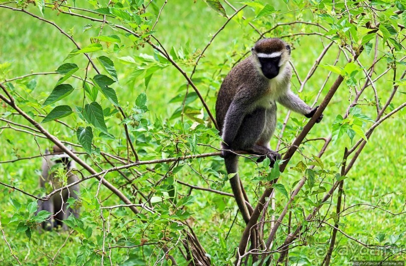 На редкость воспитанные мартышки-попрошайки из Энтеббе