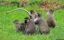 На редкость воспитанные мартышки-попрошайки из Энтеббе