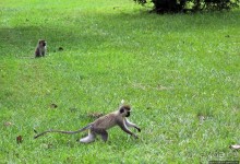 На редкость воспитанные мартышки-попрошайки из Энтеббе