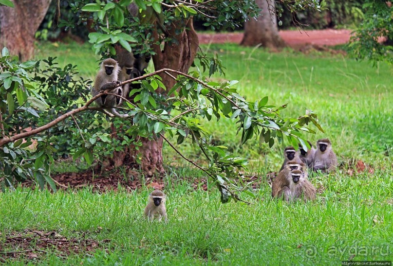 На редкость воспитанные мартышки-попрошайки из Энтеббе