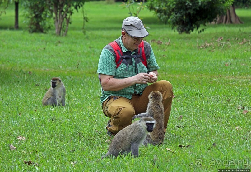 На редкость воспитанные мартышки-попрошайки из Энтеббе