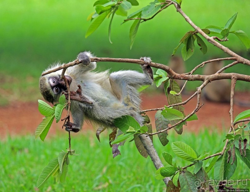 На редкость воспитанные мартышки-попрошайки из Энтеббе