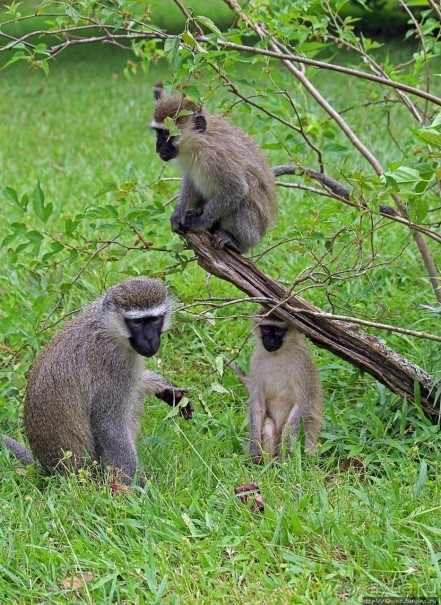 На редкость воспитанные мартышки-попрошайки из Энтеббе
