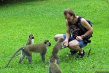 На редкость воспитанные мартышки-попрошайки из Энтеббе