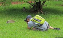 На редкость воспитанные мартышки-попрошайки из Энтеббе