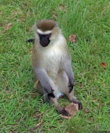 На редкость воспитанные мартышки-попрошайки из Энтеббе