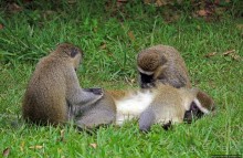 На редкость воспитанные мартышки-попрошайки из Энтеббе