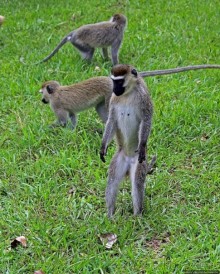 На редкость воспитанные мартышки-попрошайки из Энтеббе