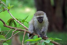 На редкость воспитанные мартышки-попрошайки из Энтеббе