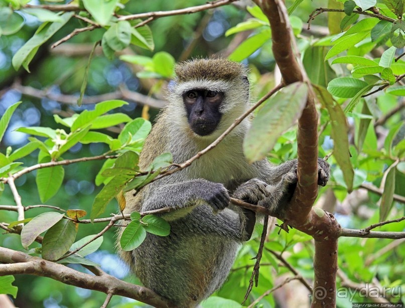 На редкость воспитанные мартышки-попрошайки из Энтеббе