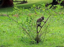 На редкость воспитанные мартышки-попрошайки из Энтеббе