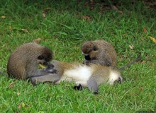 На редкость воспитанные мартышки-попрошайки из Энтеббе