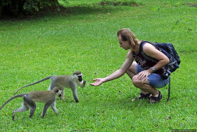 На редкость воспитанные мартышки-попрошайки из Энтеббе