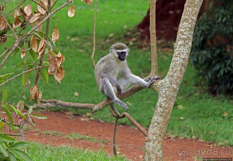 На редкость воспитанные мартышки-попрошайки из Энтеббе