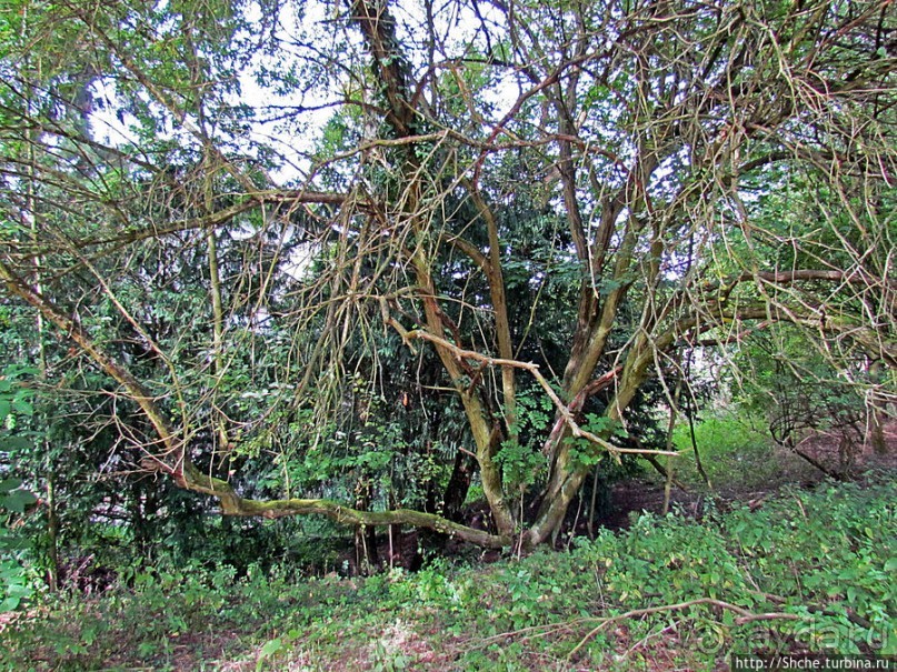 От Драхенфельса к Драхенбургу пешком. Сюрприз в лесу