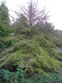 От Драхенфельса к Драхенбургу пешком. Сюрприз в лесу