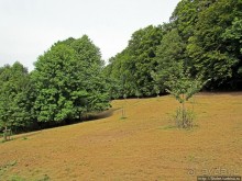 От Драхенфельса к Драхенбургу пешком. Сюрприз в лесу