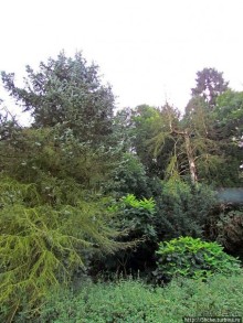 От Драхенфельса к Драхенбургу пешком. Сюрприз в лесу