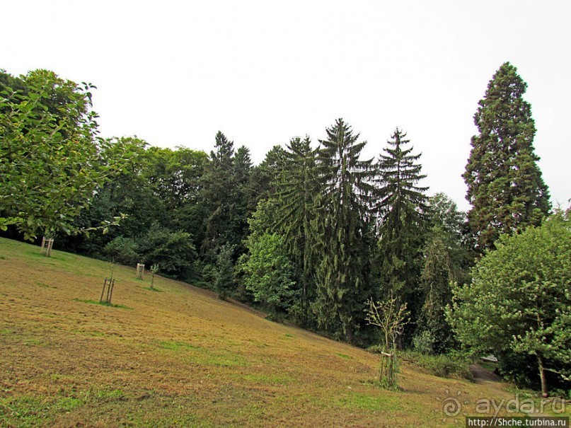 Альбом отзыва "От Драхенфельса к Драхенбургу пешком. Сюрприз в лесу"