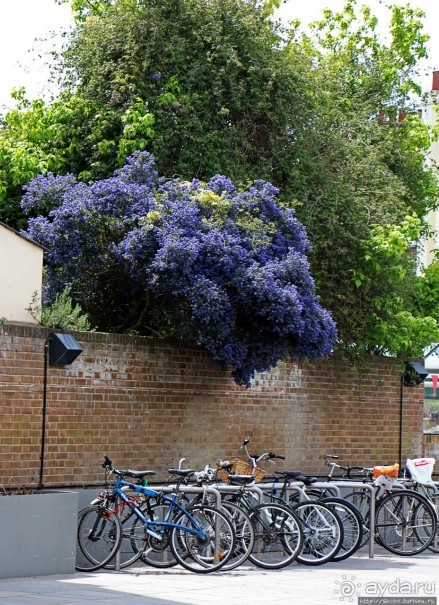 Зеленое пастбище для коров в устье реки, сокращенно Гринвич