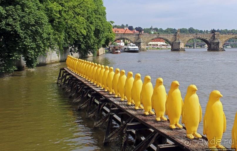 Марш пингвинов через Влтаву