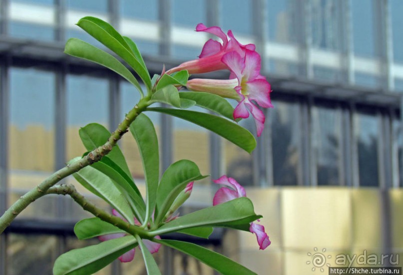 Площадь Эмаар — такая значимая, такая не значительная