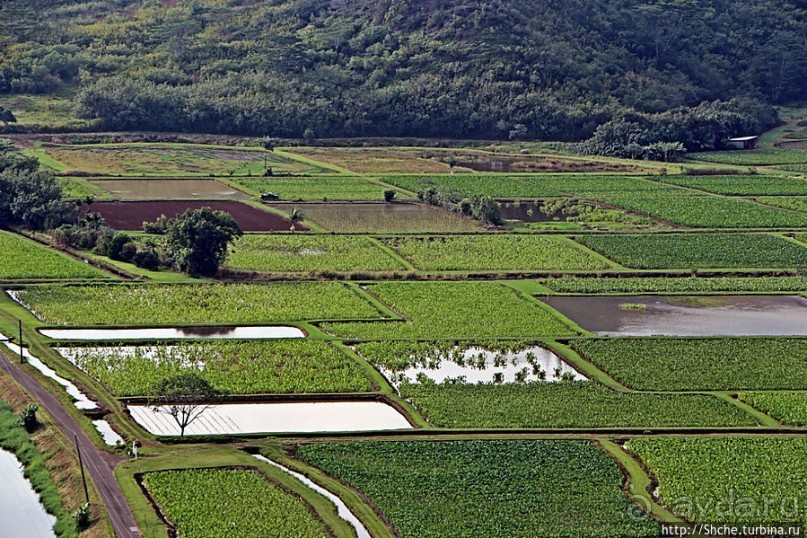 Гавайи — житница США? Почему бы и нет
