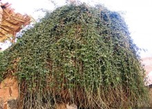 Монастырь святой Екатерины, Синай (памятник ЮНЕСКО №954)