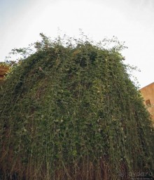 Монастырь святой Екатерины, Синай (памятник ЮНЕСКО №954)