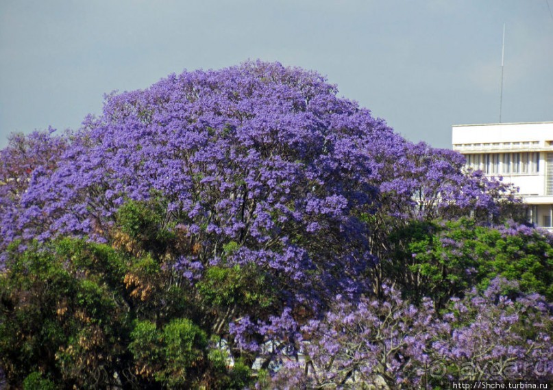 Отель "Палиссандр" и его окрестности