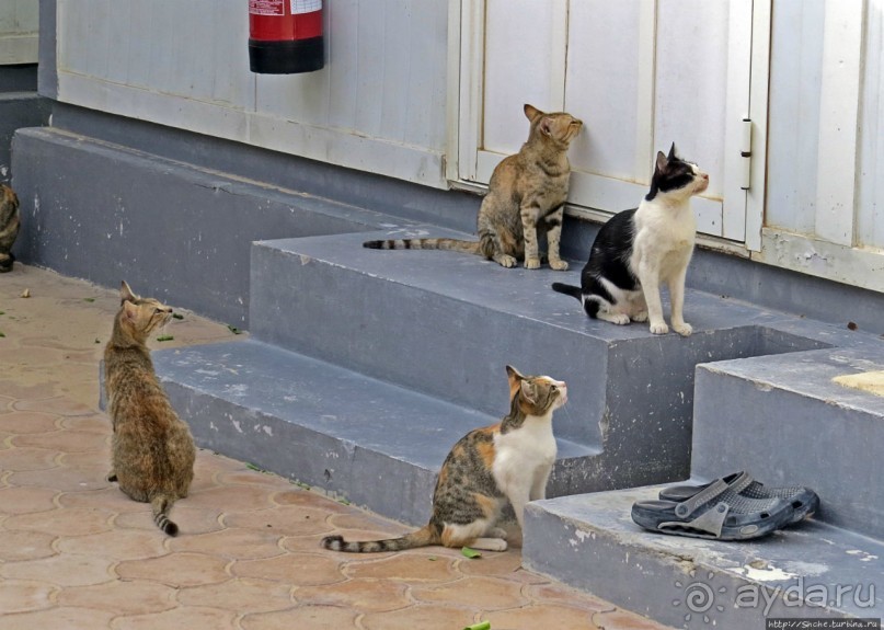 Аль Зубара. Катарский форт, отмеченный ЮНЕСКО (объект №1402)