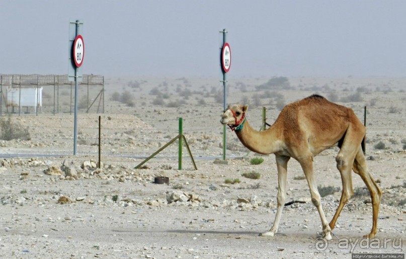 Аль Зубара. Катарский форт, отмеченный ЮНЕСКО (объект №1402)