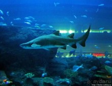 Альбом отзыва "Посчитаем зубы у акулы"