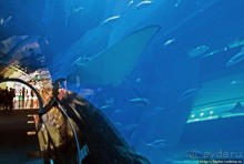 Альбом отзыва "Посчитаем зубы у акулы"