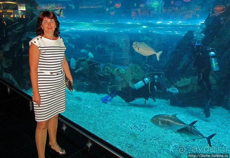 Посчитаем зубы у акулы