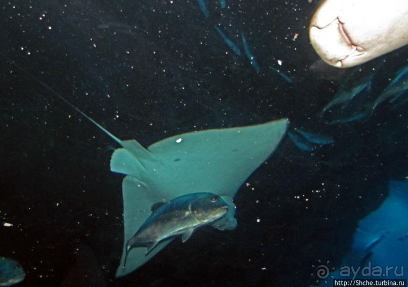 Альбом отзыва "Посчитаем зубы у акулы"