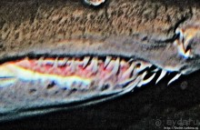 Альбом отзыва "Посчитаем зубы у акулы"